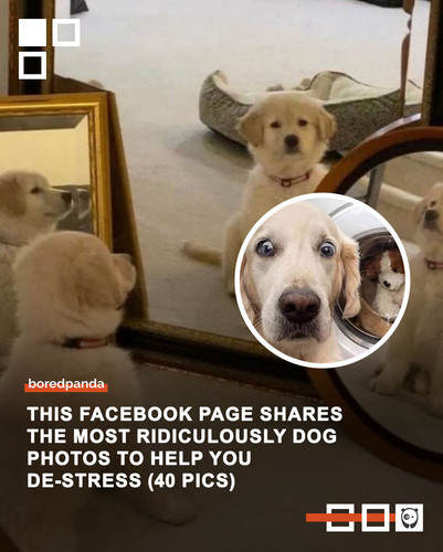 photos to de stress dogs.jpg