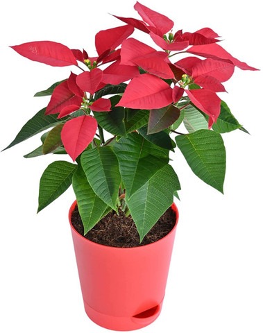 no biennial no poinsettia natura.jpg