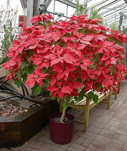 vamsha red poinsettia plant 001.jpg