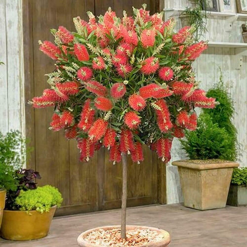 paryavaraan bottle brush live ou.jpg