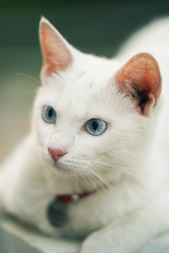 cat 1769105937 9467791.jpg