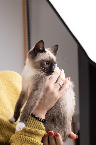 cat 1769105938 7536514.jpg