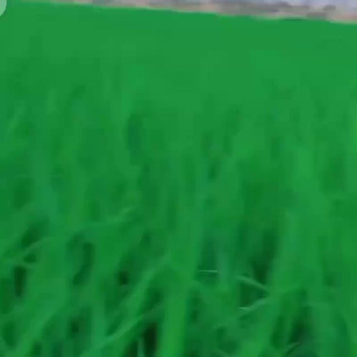 Ravi.jpg