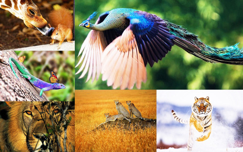 ' Glorified is Allaah ,  i . e  God ., The All-Mighty Creator '.jpg