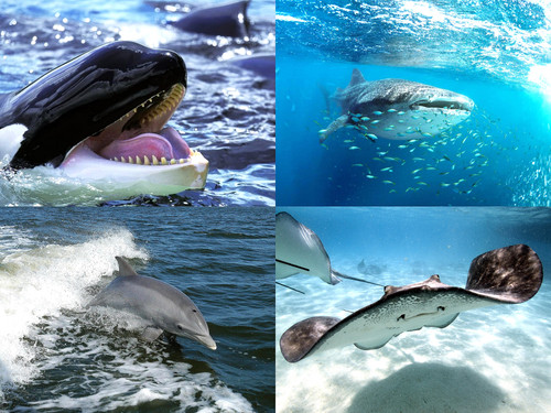 ' Glorified is Allaah ,  i . e  God ., The All-Mighty Creator '.jpg