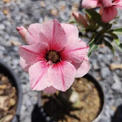 narumanam adenium plant adenium.jpg