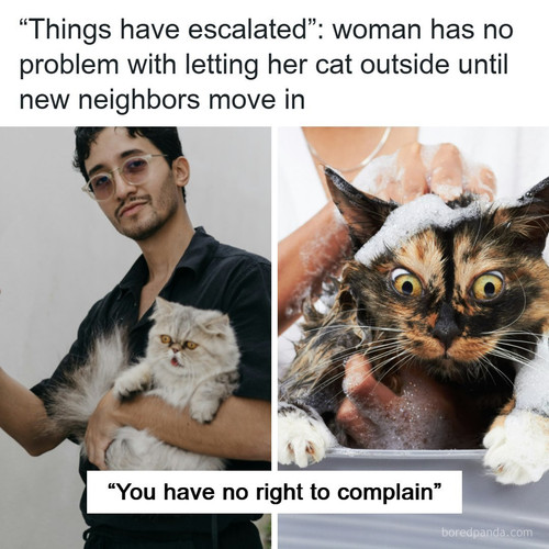 neighbors slowly adopting cat.jpg