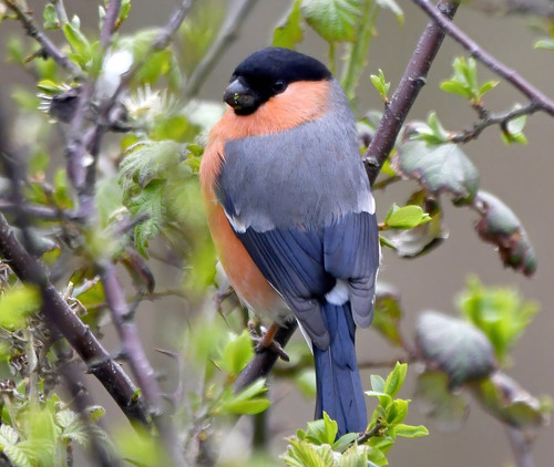 G TkbRtXEAAfJyE?format=jpg.jpg