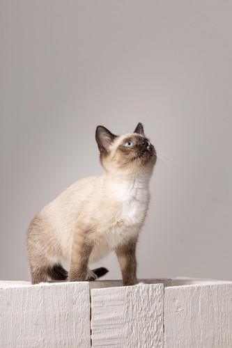 cat 1769120027 7536509.jpg