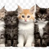 cHJpdmF0ZS9sci9pbWFnZXMvd2Vic2l0ZS8yMDIzLTA4L3Jhd3BpeGVsX29mZmljZV8xX2RpZmZlcmVudF9icmVlZHNraXR0ZW5f