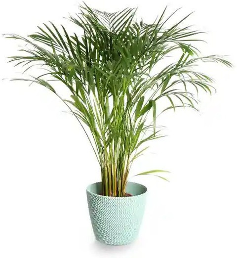 no perennial yes t11 1 plants he.jpg
