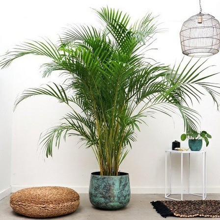 no perennial no g11 1 plants hea.jpg