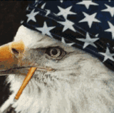 giphy (1) (1).gif