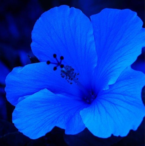 yes perennial yes rare blue hibi.jpg