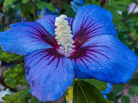 perennial yes yes blue hibiscus.jpg