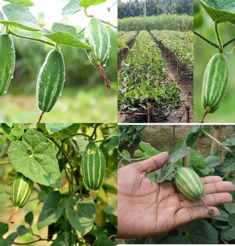 36 parwal seeds desi beej ibains.jpg