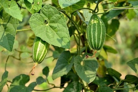 7 parwal seeds ibains original i.jpg