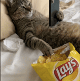 JustaCatLivingtheDream ezgif.com video to gif converter.gif
