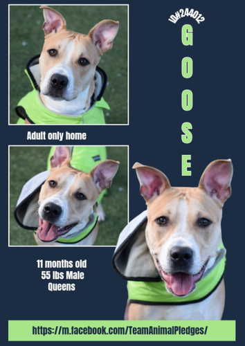 G EWeKKXoAAGnZY?format=png.png