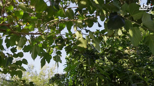 ymqQNaX7 43ATGK2.jpg