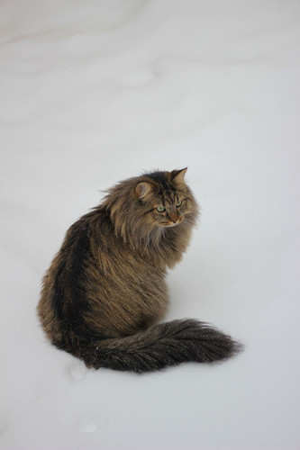 cat 1769192393 9409850.jpg