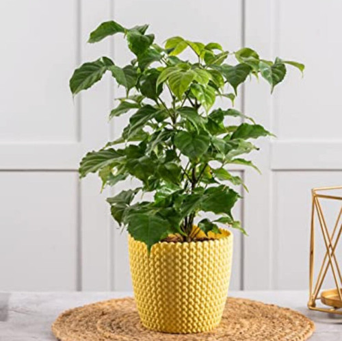 nurturing green live radermacher.jpg