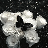 1f4aeec2ab29be6384b48e3512564a28