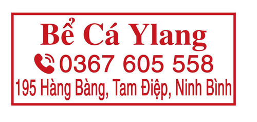 Ylang.jpg