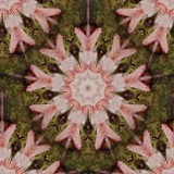 bg6j
