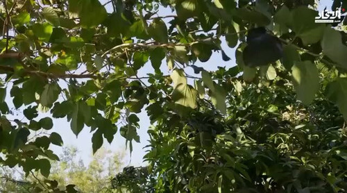 rvZ Hv0khre226tB.jpg