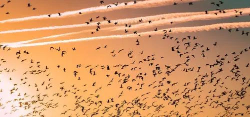 1 jzZPNVVah9iaWNmJW7VfsA.webp