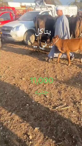 yIFu5 5C43FuX4nr.jpg