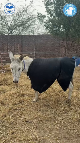 kOvk9WRgAziYvm r.jpg