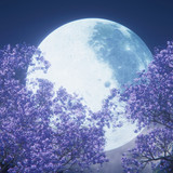Luny5