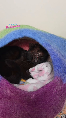 Sr4cq1jMxwV l8fg.jpg