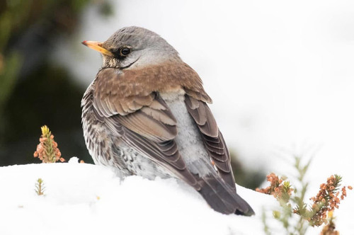 G VMzu9W8AAFAcq?format=jpg.jpg