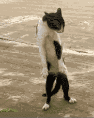 slowdance.gif