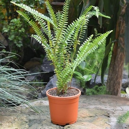Boston Fern 1 dc4fe5a7 76f5 423d.jpg