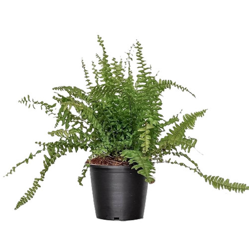 71ickTR12ZL. AC UF1000,1000 QL80.jpg