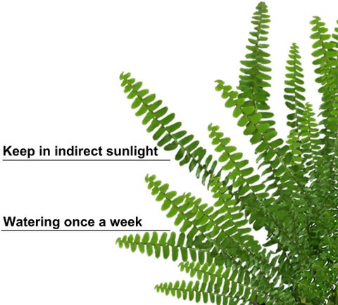 no perennial yes boston ferns li.jpg