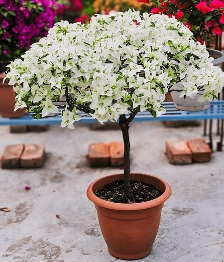 beautiful white flower tree on 6.jpg