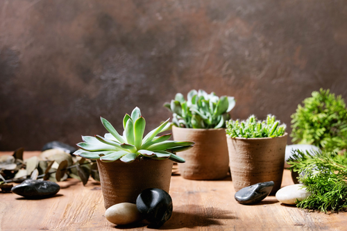 Large Pottery in Los Angeles – Premium Plant Décor by Urban Jungle.png