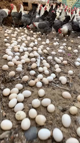 70KULsbk2P XoT9t.jpg