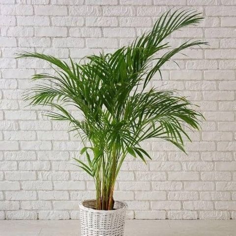 32 areca palm plant seeds ibains.jpg