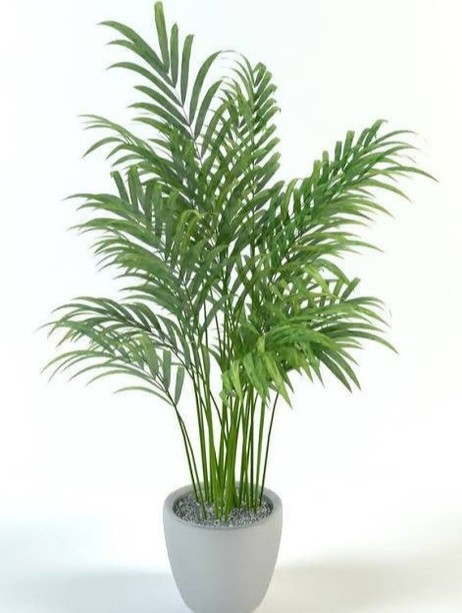 perennial no yes areca palm live.jpg