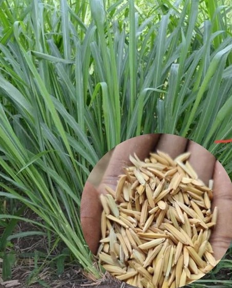 201 grassseed agri care original.jpg