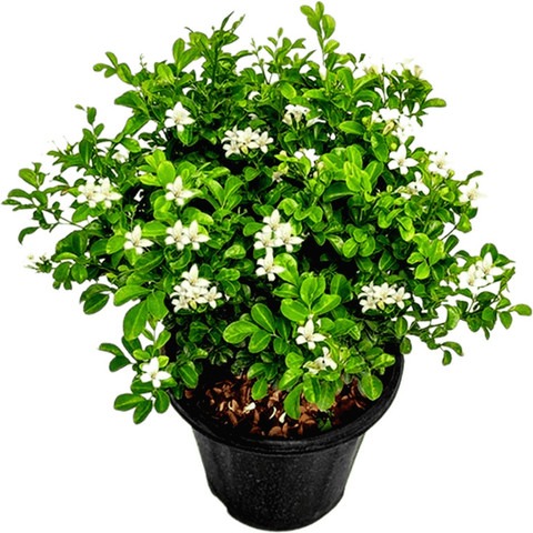 no perennial no kamini madhu kam.jpg