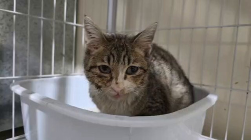 uFSQYI0 kb phskr.jpg