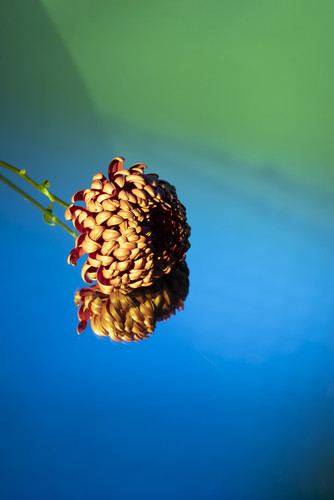 chrysanthemum flower against gradient background.jpg