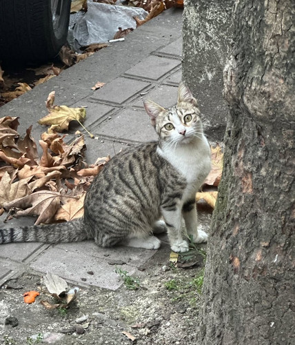 G7v48H WEAAETCL?format=jpg.jpg